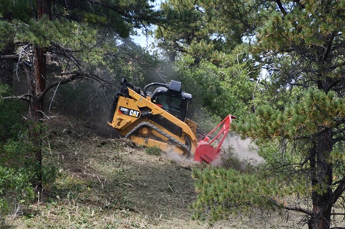 Tracked skid steer with a forestry mulching head grinding brush beneath pine trees